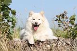 CHIEN FINNOIS DE LAPONIE 456